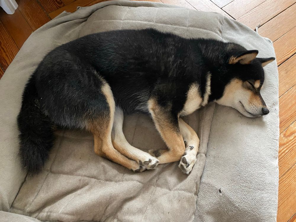 Shiba Inu noir eh feu endormi sur un matelas beige 