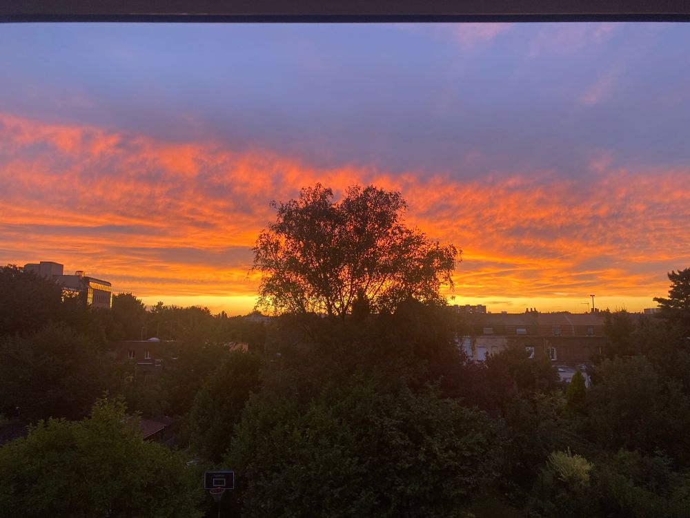 Coucher de soleil derrière un arbre dans une banlieue du nord de la France. Un arbre en contre jour dessine sa silhouette devant des nuages jaunes et oranges sur un ciel qui parait violet. 