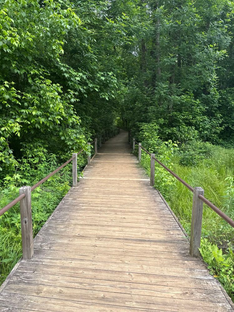 Photo of a wooden trail into the forest. 