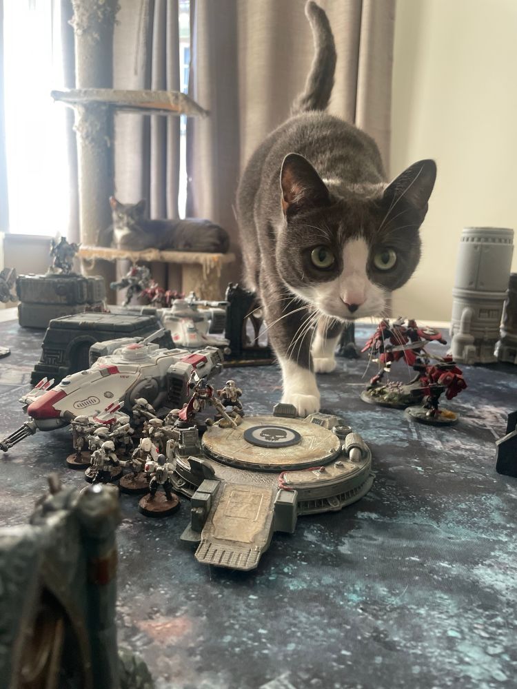 My grey and white shorthair cat Miyu, slinking across a warhammer battlefield surrounded by tiny 40K miniatures and terrain. 