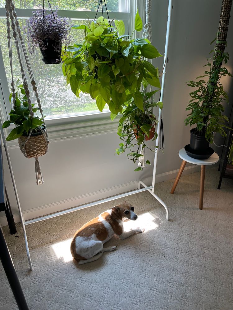 Same dog lying in a sunny spot under some hanging plants.