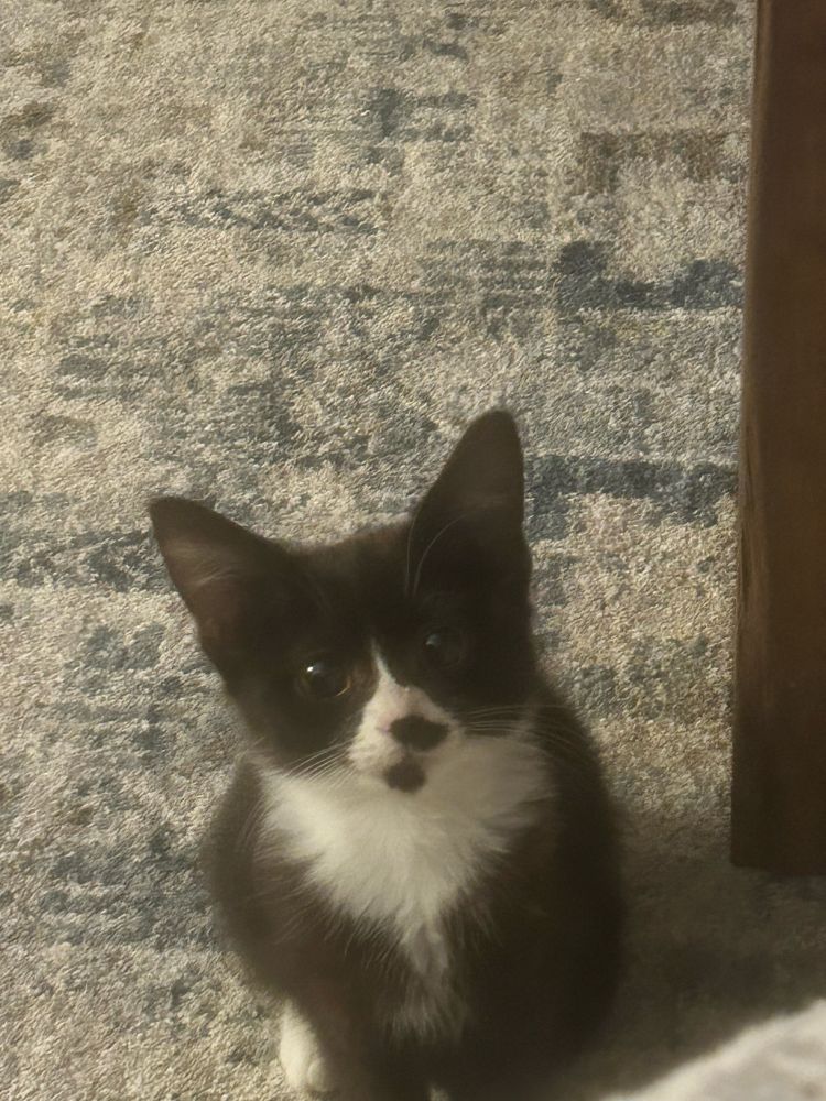 my kitten, Ruby staring with innocent yet violent eyes