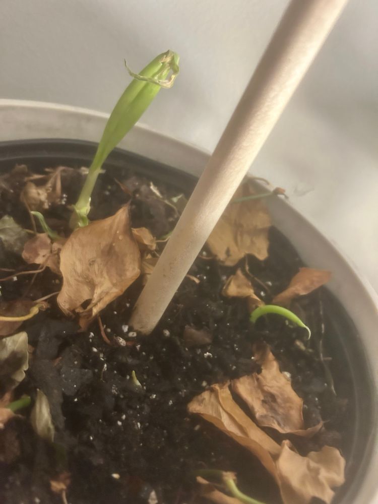 3 spouts of garlic in varying stages