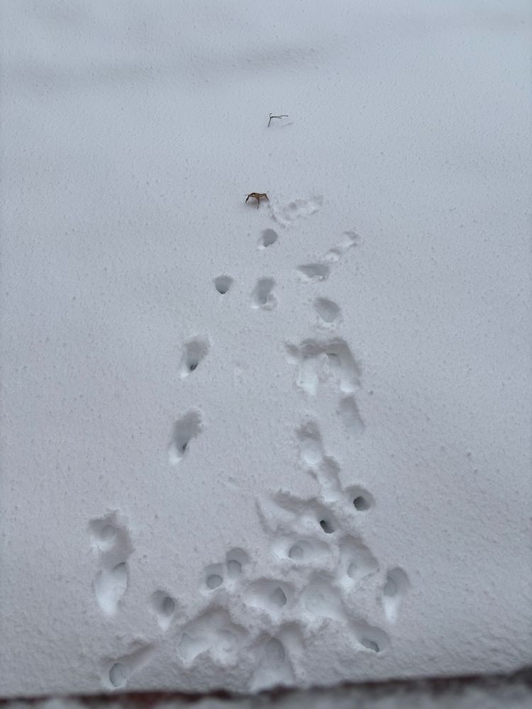 Hobbes the Toyger explores