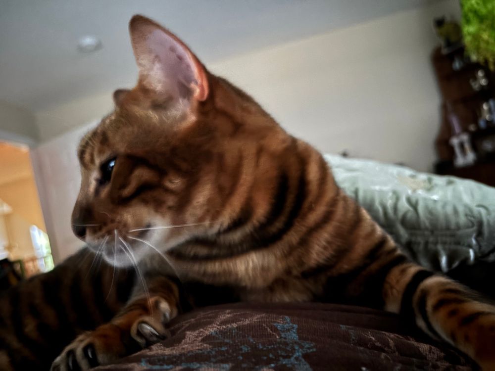 Hobbes the Toyger “greeting” me this morning 