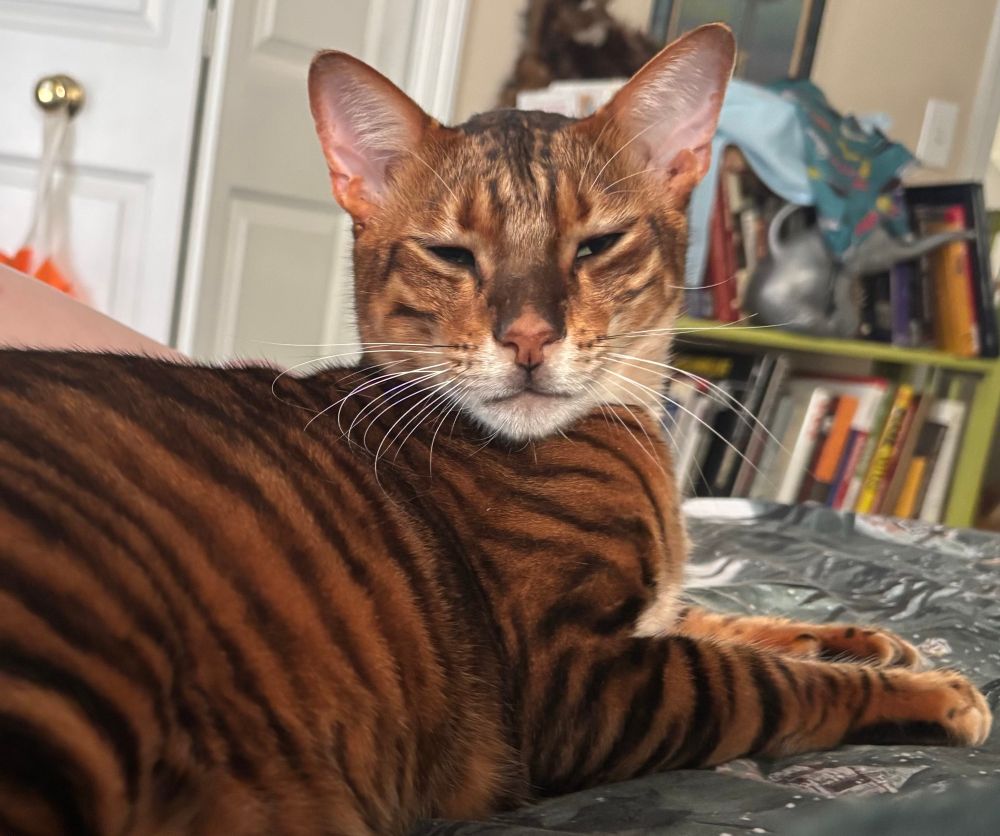 Hobbes the Toyger sleepy face