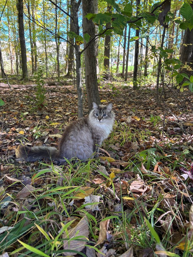 Princess Caroline is a white & grey cat in the woods