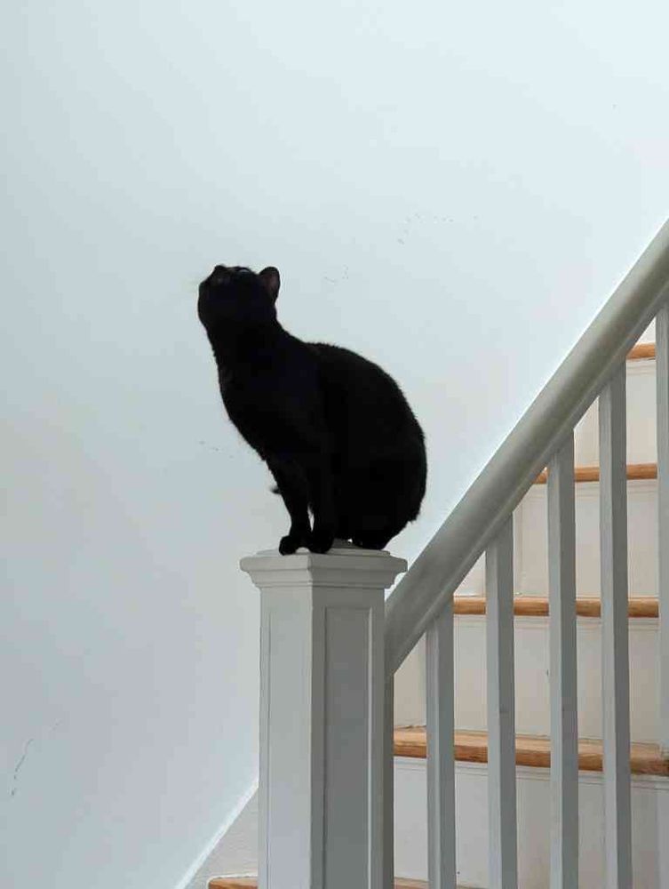 A black cat sitting on a railing