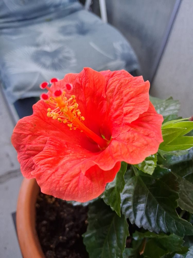 Fleur d’hibiscus fraîchement ouverte de couleur rouge orangé. 