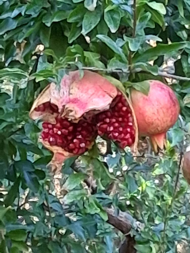 Grenade éclatée dans les jardins de l’alhambra.