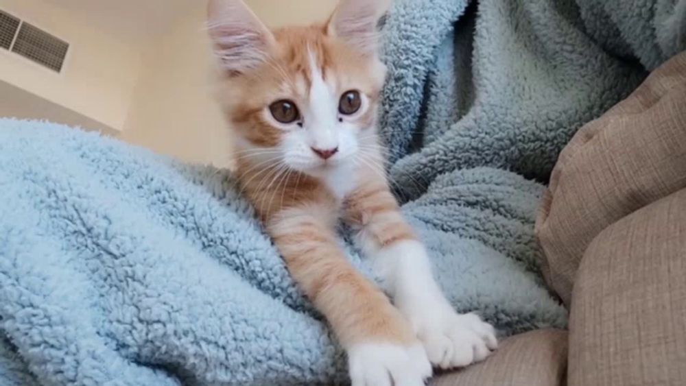 a kitten laying on a blue blanket looking at the camera