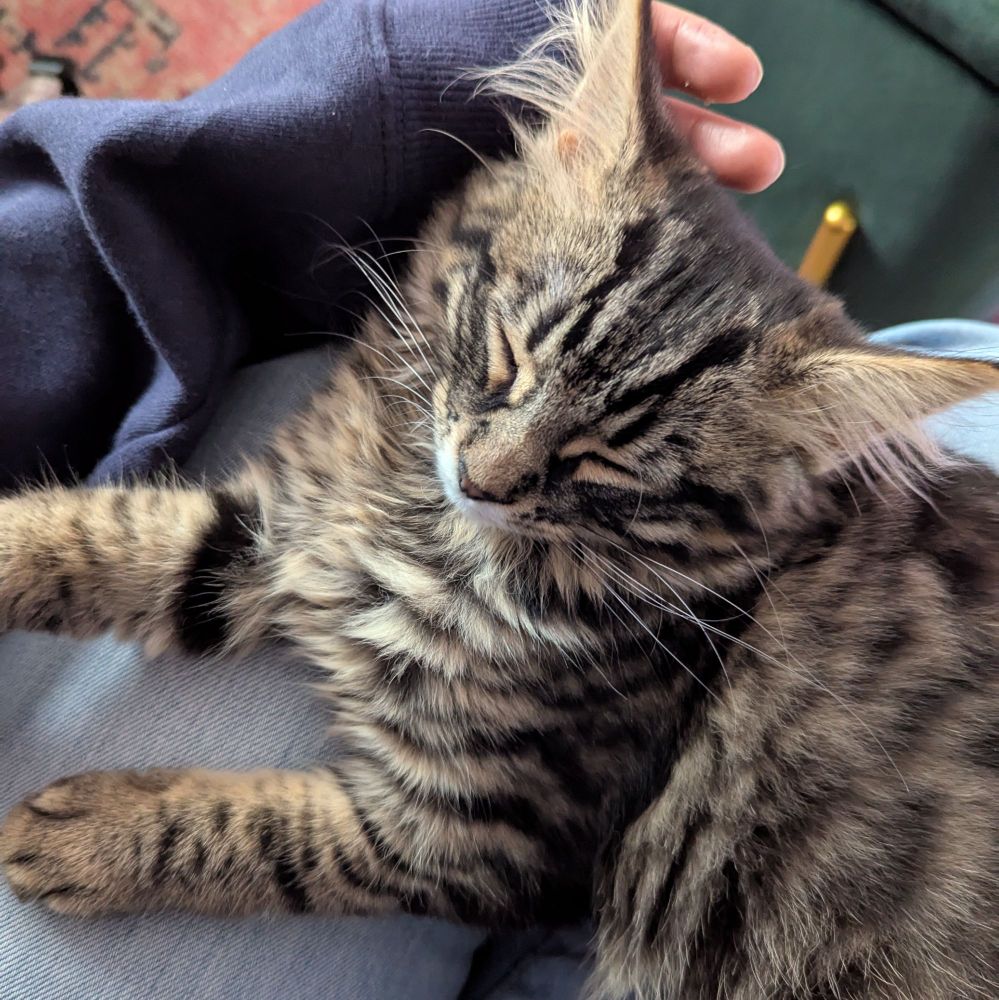 Holly's kitten Hilda, who is very fluffy with big ears, sleeping on my lap.