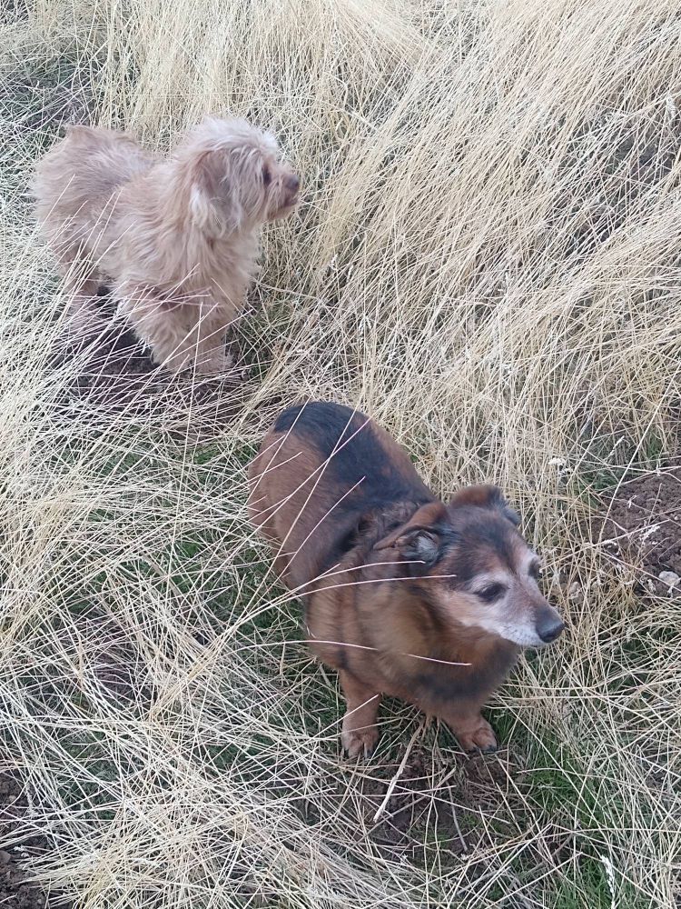Two cute small dogs walking through a field of autumn grass.