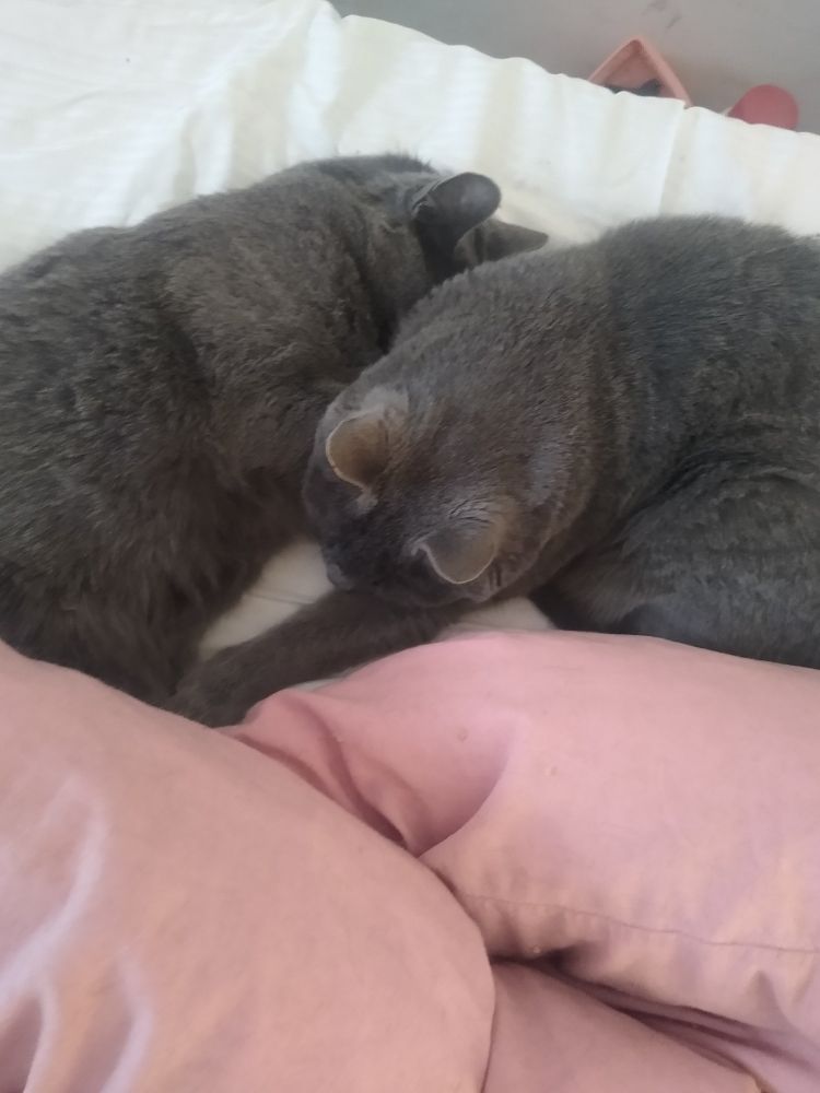 Two gray cats sleeping together.