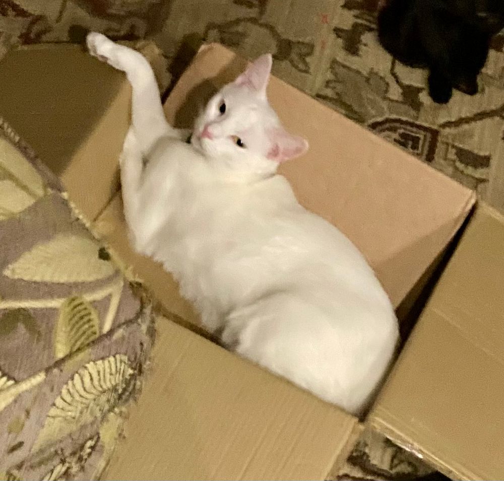 White cat in cardboard box in her I’m too sexy for this box pose