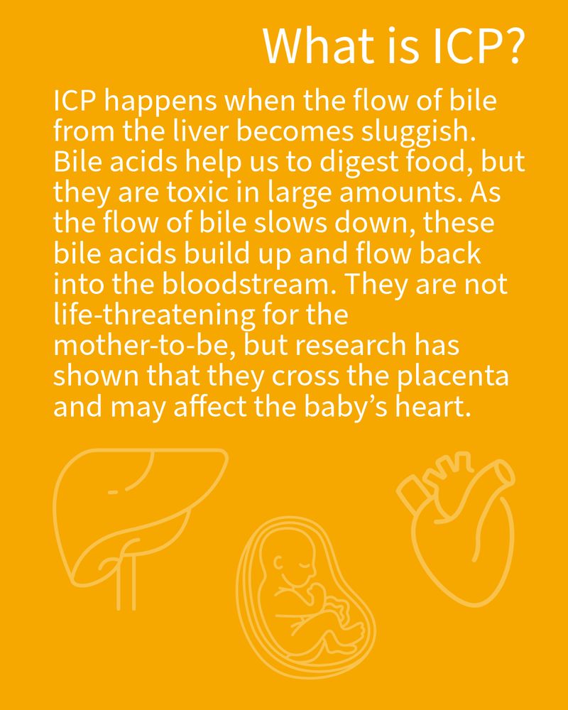 ICP happens when the flow of bile from the liver becomes sluggish. Bile acids help us to digest food, but they are toxic in large amounts. As the flow of bile slows down, these bile acids build up and flow back into the bloodstream. They are not life-threatening for the mother-to-be, but research has shown that they cross the placenta and may affect the baby’s heart.