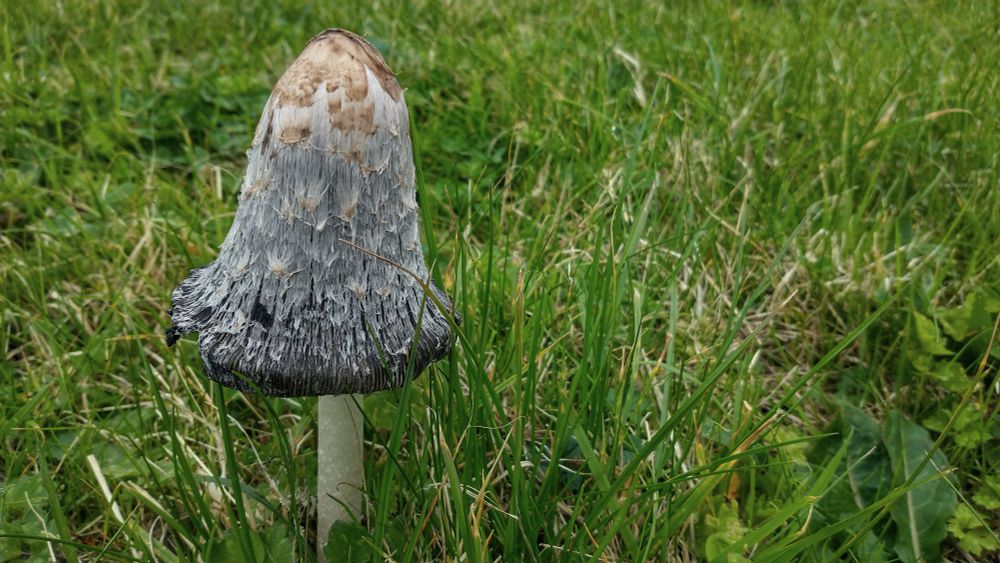 Fungi. Shaggy Ink Cap.