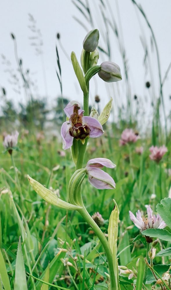 Bee Orchid image
