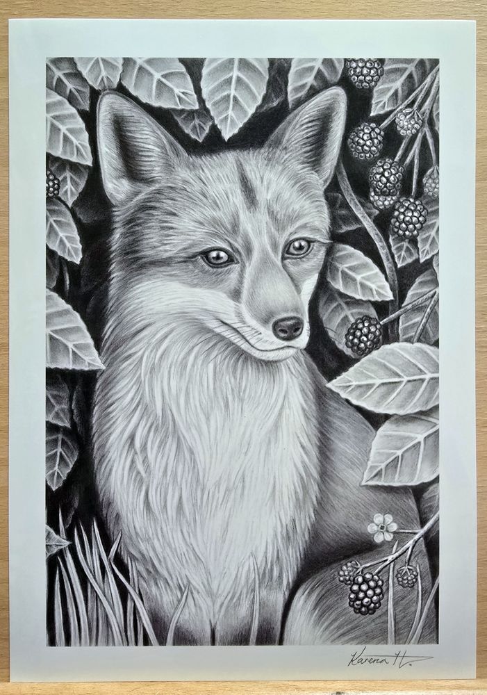 Print of a pencil drawing of a fox sat in front of a bramble bush. In the bottom right corner is the signature Karena H. 