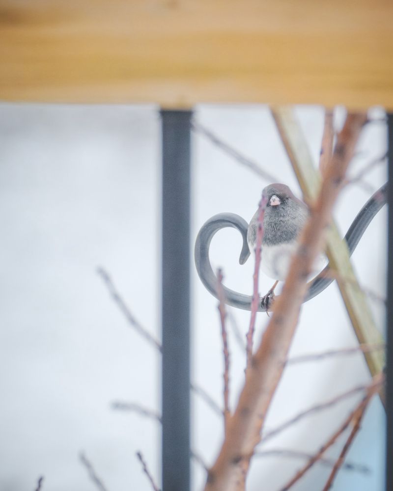 Dark-eyed Junco sitting on a bird feeder hanger looking towards the viewer.