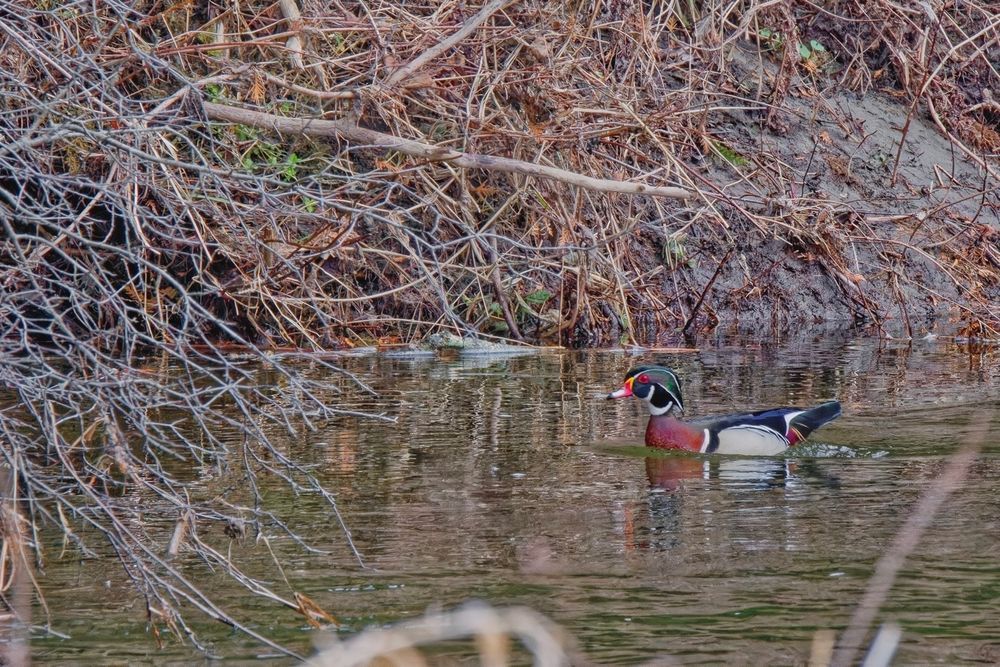 A colourful wood duck swimming on a river.