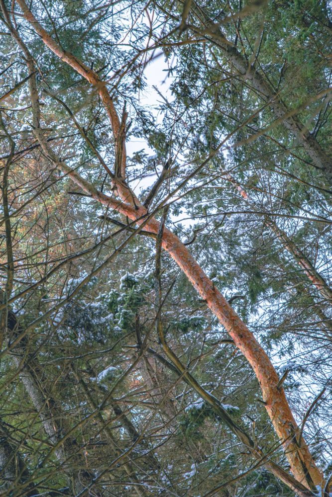 Photo of a cedar from the ground pointing up. The orange/red bark of the cedar stands out amongst the green pine needles and dull colours of the rest of the trees around it. The Frame is rotated so the vertical cedar tree goes from the bottom right corner to the top left on the frame.