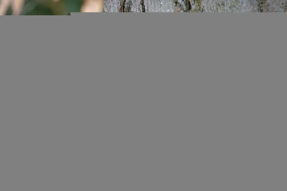 A close up of a Brown Creeper on the side of a tree.