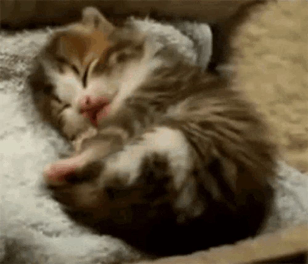 Eepy Cat Kitten GIF