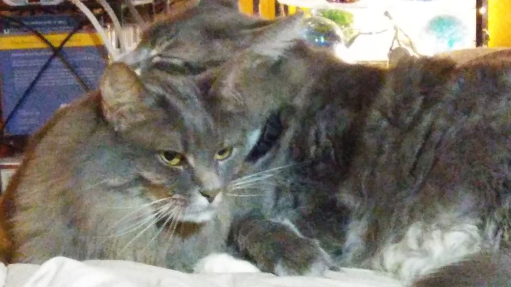 Photo showing Miss Chalifoux, a grey, long-haired cat, looking calm with half lidded eyes while she is being groomed by dearly departed Dustin. Miss Chalifoux is a semi-feral indoor only girl who's a hermit despite daily attempts at socialization. 