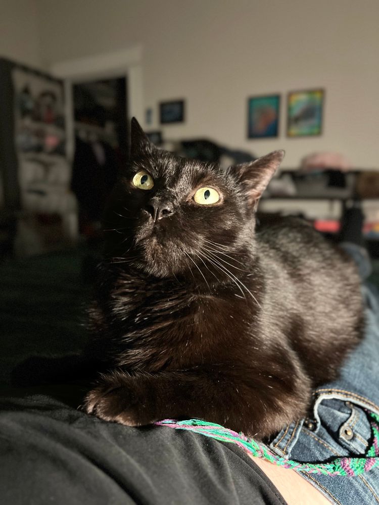 Folio the black cat looks dramatically upward, lit from the side by a lamp