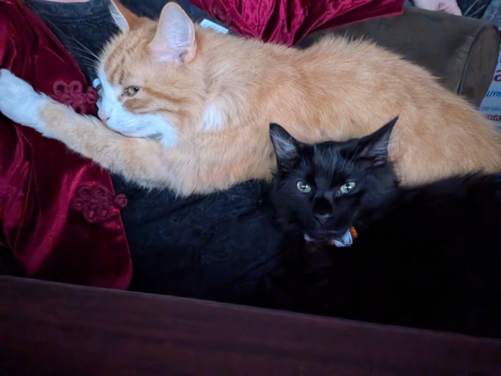 George and Savini share my lap for napping