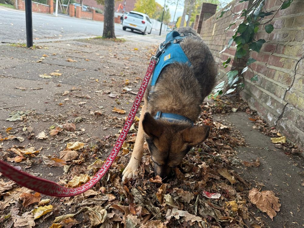 Post image (had no alt text on Bluesky)