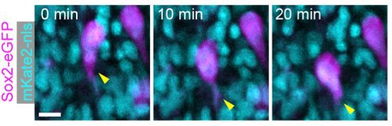 Microscopy images of germ cells labelled in purple migrating through an early mouse embryo. 