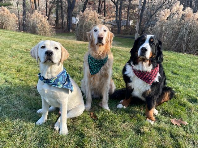 A picture of three dogs, including Thunder, wearing bandanas and sitting in a field.