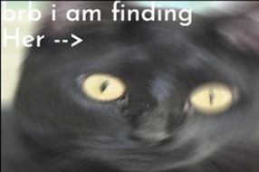An image of Corvimae's cat with text "brb I am finding her"