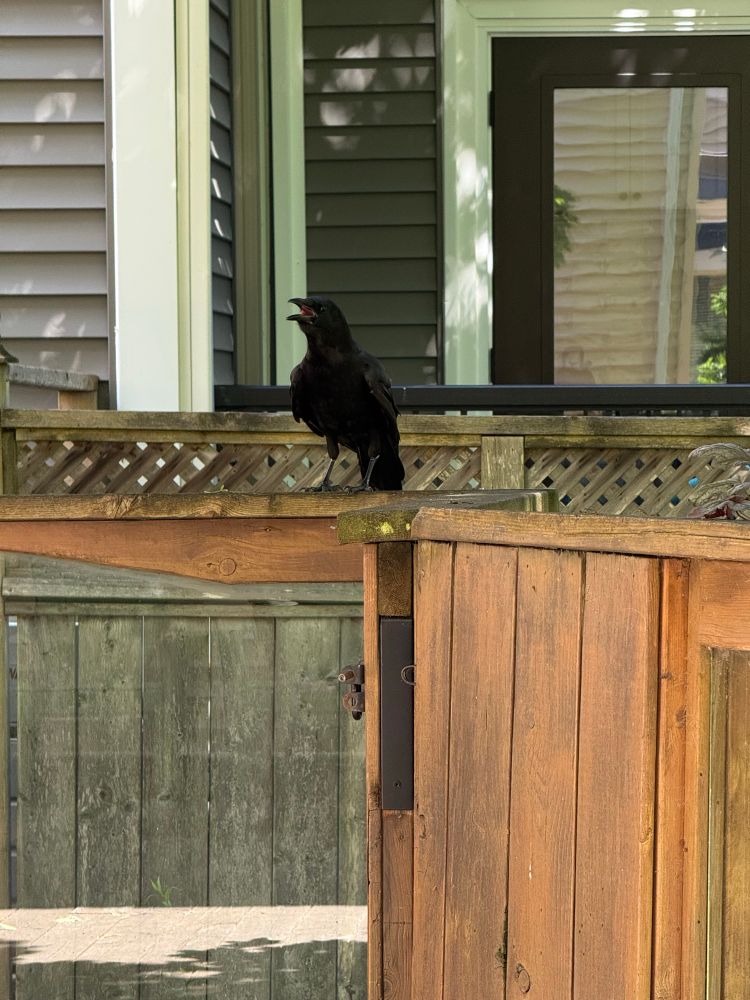 A crow on my deck railing 