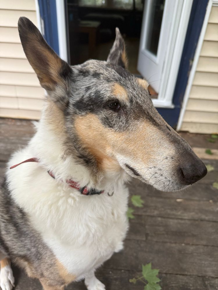 Ollie collie 