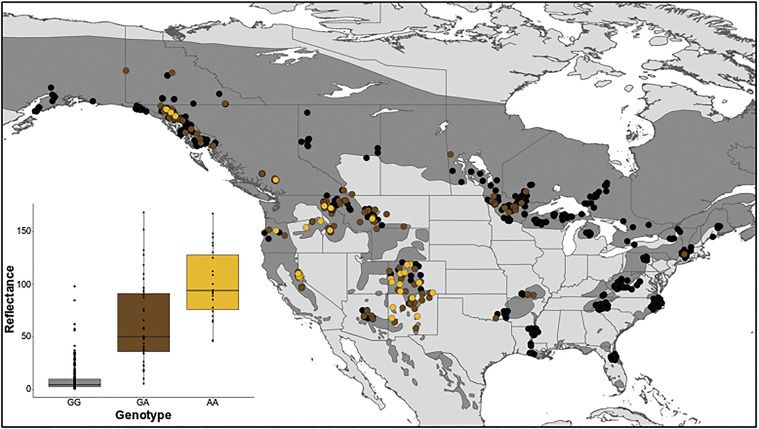 Quantitative and spatial assessment of TYRP1R153C in Ursus americanus. Inset: hair color reflectance was compared with the SNP genotype (n = 317).  The geospatial pattern of R153C across the range (n = 906) where color denotes genotype (black, homozygous ancestral GG; brown, heterozygous GA; gold, homozygous derived AA), with the species range shown in dark gray.