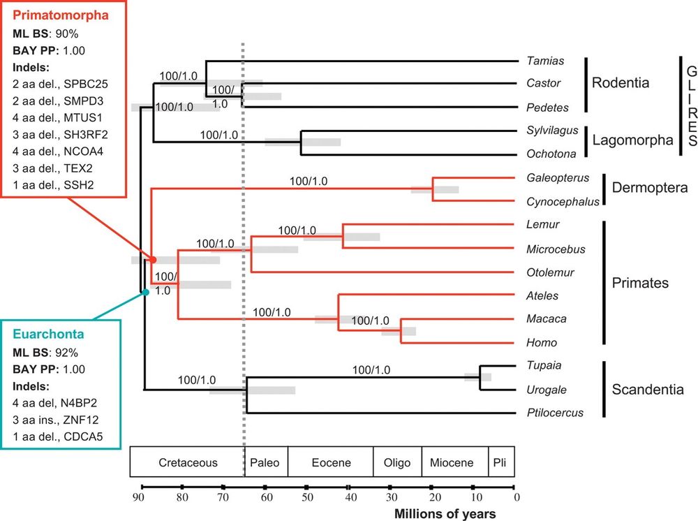 Fig. 2. A maximum-likelihood phylogeny of the superorder Euarchonta, with rodent & lagomorph lineages as outgroups. Branch lengths were estimated under an F84 model of sequence evolution and the relaxed molecular clock approach, implemented in the program MULTIDIVTIME). Bootstrap (BS) values and Bayesian posterior probabilities (BPPs) are shown on branches for which these values are 100% and 1.0, respectively. Amino acid (aa) indels (ins, insertion; del, deletion) supporting the monophyly of Euarchonta & Primatomorpha are listed in boxes to the left, along with respective BS and BPP values. A molecular time scale is presented below the tree. The 95% credibility intervals (CIs) are shown as gray bars spanning each node. The point estimates and 95% CIs for all nodes are presented in table S4.