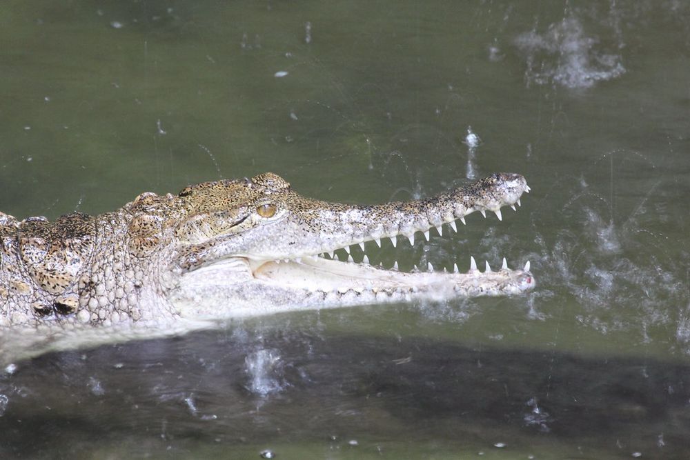 Ein Krokodil im Wasser 