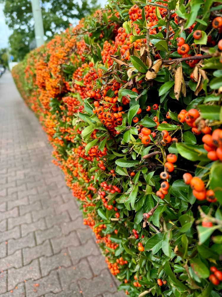 Ein Busch mit leuchtend roten Beeren an einem Weg 