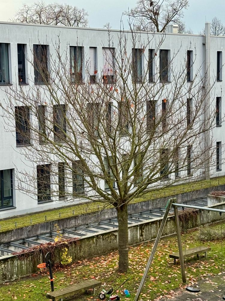 Ein Baum in einem Hof auf einer Wiese 
