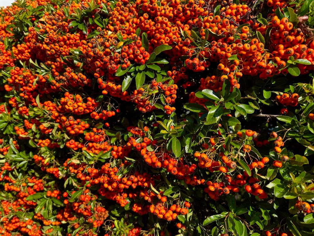 Orangene Beeren in einem Busch 