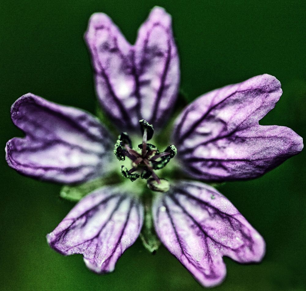 Makroaufnahme einer Blüte des Wiesen-Storchschnabels. Vier unterschiedliche, farbige Versionen, jeweils stark nachbearbeitet.