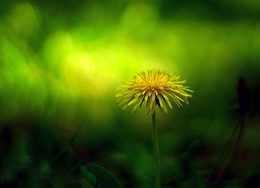 Freigestellte, einzelne Blüte des Löwenzahns, vor einem völlig verschwommen dargestellten Hintergrund. Das Bild ist insgesamt sehr dunkel, aber seitlich hinter der Blüte befinden sich hellgrüne bis hellgelbe, ineinander übergehende Flecke (Unschärfekreise).