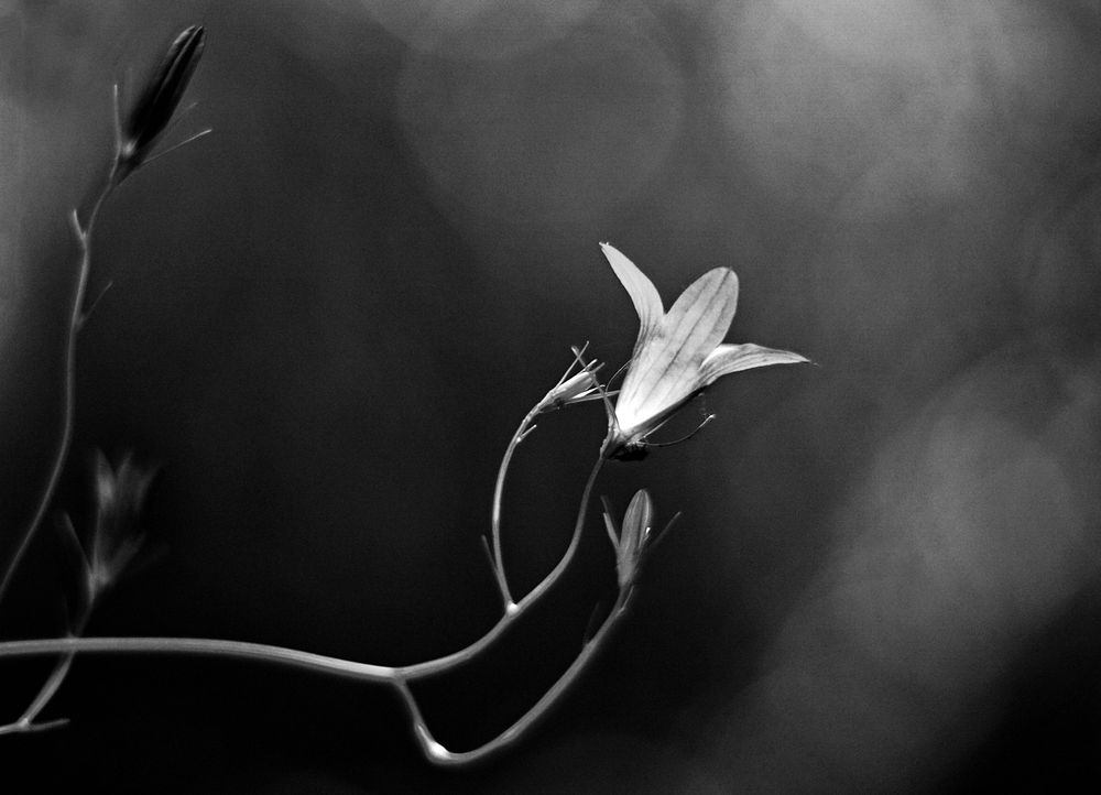 Recht dunkle Schwarz-Weiss-Aufnahme einer voll geöffneten Glockenblumenblüte von der Seite; daneben weitere, noch nicht geöffnete Blüten. Vom Blütengrund geht es seltsames Leuchten aus.