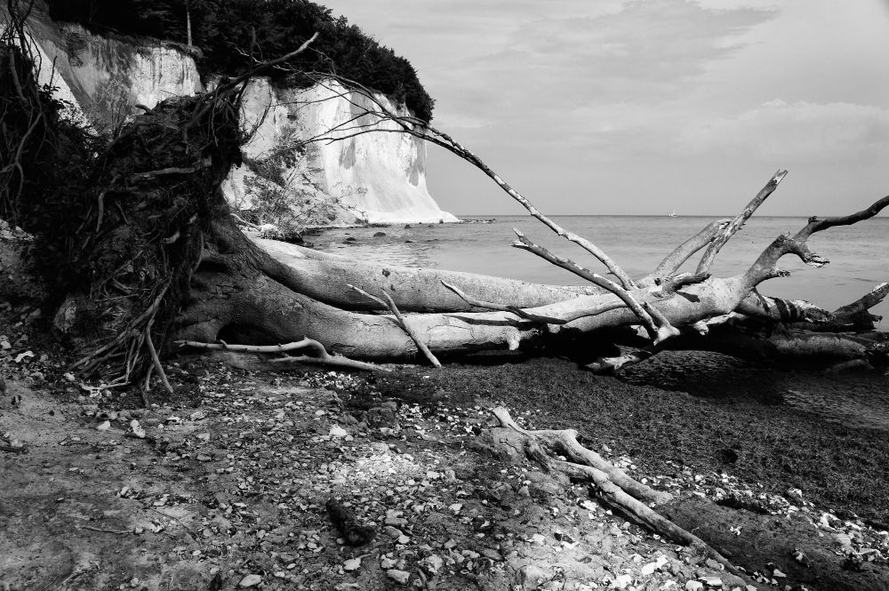 Schwarz-Weiss-Aufnahme eines Teilstücks der Steilküste Rügens. Die Aufnahme erfolgte vom Steinstrand aus; im Vordergrund sieht man die typischen, rundgeschliffenen Steine. Im Hintergrund das Meer und die bewaldeten Kreidefelsen. Der Mittelgrund wird von einer auf den Strand gefallenen, großen, zweistämmigen Buche dominiert; diese blockiert den Strand auf ganzer Breite und darüber hinaus. Diese Buche soll diejenige Person sein, die durchs Bild "latscht" :)