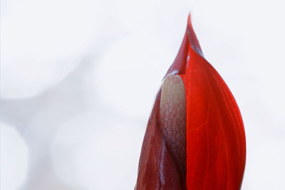 Makroaufnahme des oberen Drittels einer halb geöffneten Flaminoblume; der "Aronstab" schaut schon etwas aus dem Blütenblatt heraus.