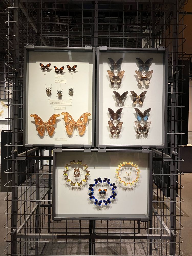 虫の標本の写真(チョウなど)