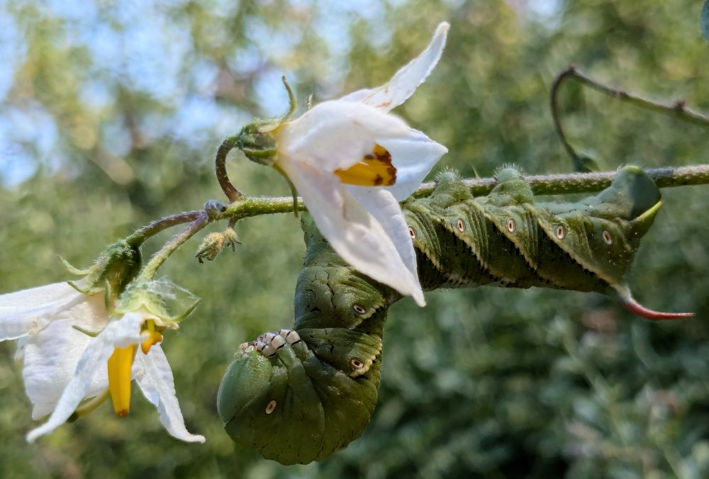 A large hornworm curled up looking comfortable enough to pupate on a horse nettle in bloom. 